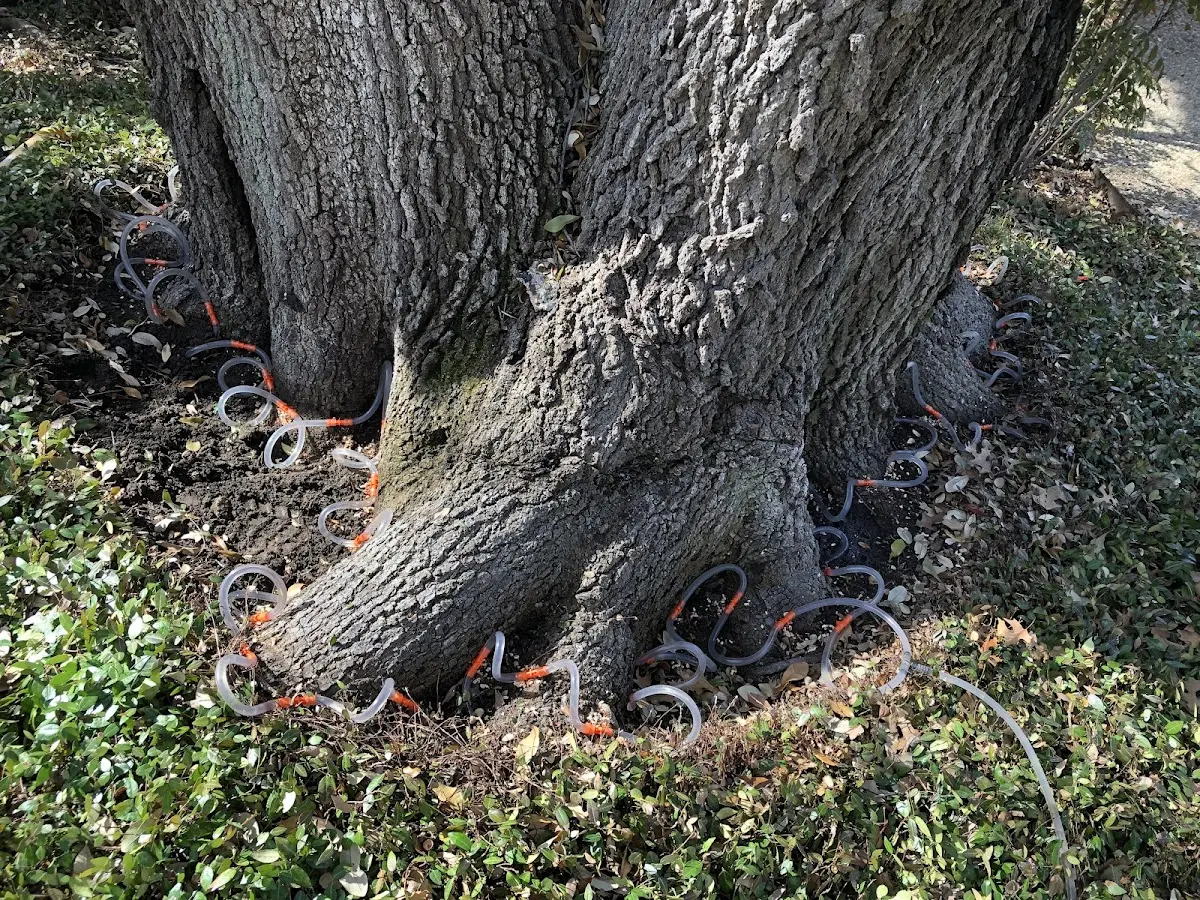 Detailed Tree Cabling and Bracing job site in Belview