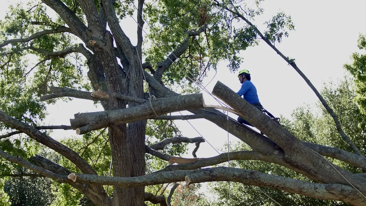 Professional Crown Thinning performed by certified arborists in Belview