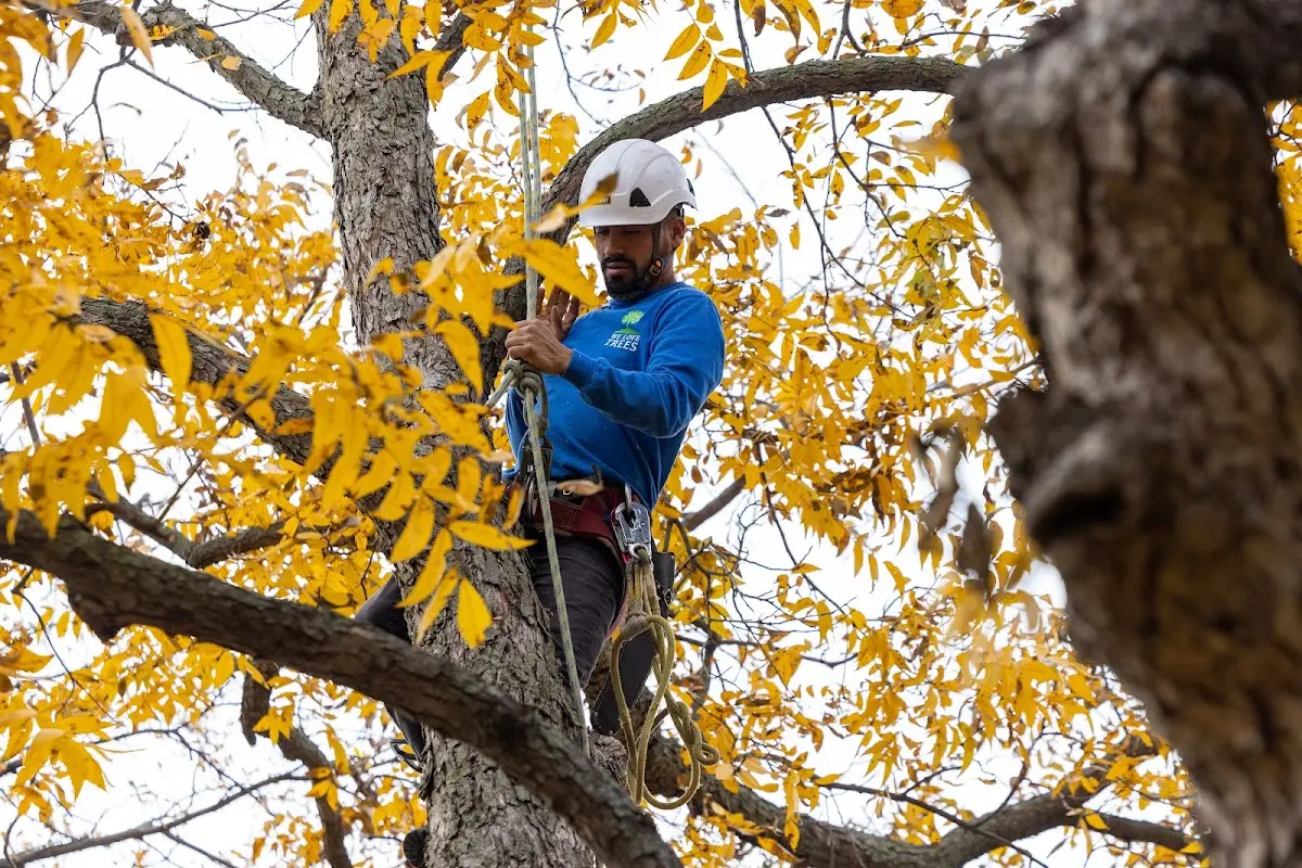 Skilled Tree Planting crew working in Belview